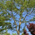 Gleditsia  triacanthos ‘Sunburst’ - 2