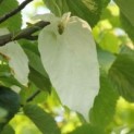 Davidia involucrata