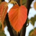 Davidia involucrata