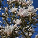 Magnolia stellata 'Rosea' - Foto 2