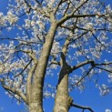 Amelanchier lamarckii - Foto 2
