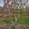 Magnolia 'Susan' - 2