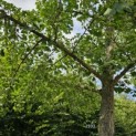 Ginkgo biloba - 3