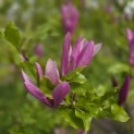 Magnolia 'Susan' - 2