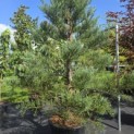 Sequoiadendron Giganteum Healthy Mammoth One - Foto 4
