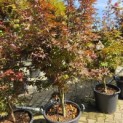 Acer palmatum 'Twombly's Red Sentinel' - Foto 1