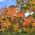 Liquidambar styraciflua - 1