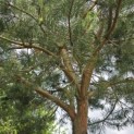 Pinus sylvestris - 5