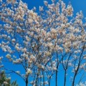 Amelanchier lamarckii - Afbeelding 1