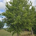 Carpinus Betulus - 4
