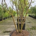 Koelreuteria paniculata - Foto 4