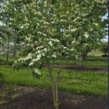 Cornus kousa 'China Girl' - Foto 4
