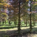 Fagus sylvatica 'Atropunicea' - Foto 1