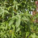 Liquidambar styraciflua - 1