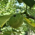 Juglans regia 'Bella Maria'' - 1