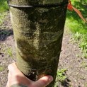 Fagus sylvatica 'Atropunicea' - Foto 1