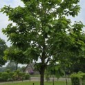 Prunus avium 'Kordia' - 1