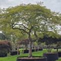 Acer palmatum 'Dissectum' - 1