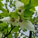 Davidia involucrata - Foto 1