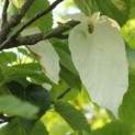 #3054 Davidia involucrata Taschentuchbaum
