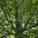 Fagus sylvatica - Foto 3