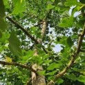 Ginkgo biloba