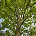 Magnolia Tripetala - 4