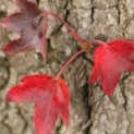 Liquidambar styraciflua