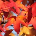 Liquidambar styraciflua