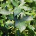 Liquidambar styraciflua