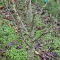 Pyrus c. 'Conference' - foto december 2025  onderstam meet 19 cm