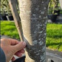Parrotia persica - 1