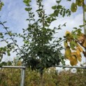 Chionanthus retusus - Foto 3
