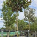 Magnolia grandiflora 'Galissonnière' - Foto 1