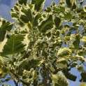 Liriodendron tulipifera 'Snowbird' - 1