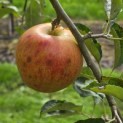 Malus domestica 'Jonagold' - 4