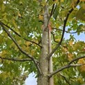 Liquidambar styraciflua - 3