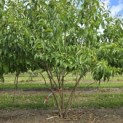Heptacodium miconioides - 1
