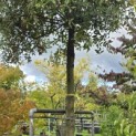 Quercus ilex - 4