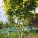 Acer palmatum 'Ueno Yama' - Foto 1