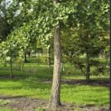 Ginkgo biloba - Foto 2