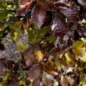 Fagus sylvatica 'Atropunicea' - impressie kleurnuances rode of bruine beuk voorjaarsrood