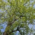 betula nigra - 4
