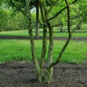 Carpinus betulus - Foto 1