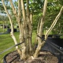 Heptacodium miconioides - Foto 4