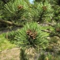 Pinus nigra Oregon Green - 3