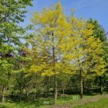 Gleditsia triacanthos 'Sunburst' - 2