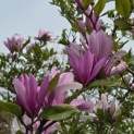 Magnolia 'Betty' - 3