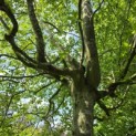 Fagus sylvatica - 5