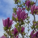 Magnolia 'Susan' - 6